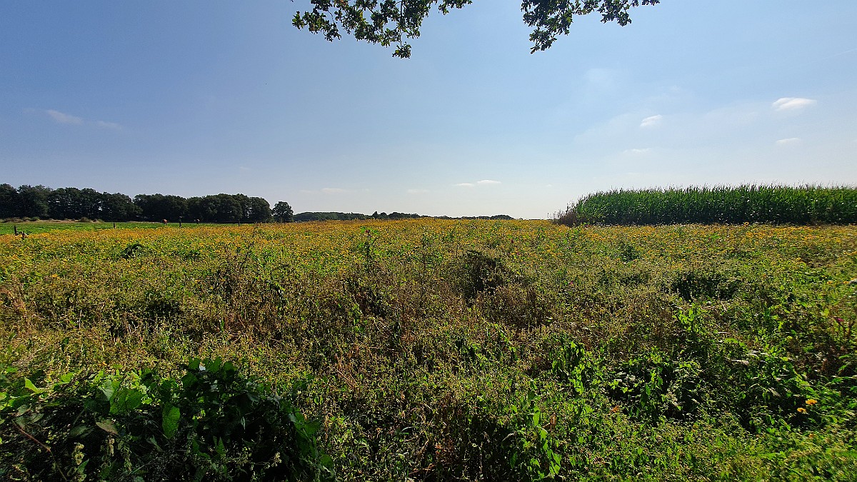 Mander Heide [17661] 04-sep-2021 (Mander, Mander Heide).jpg - Mander Heide